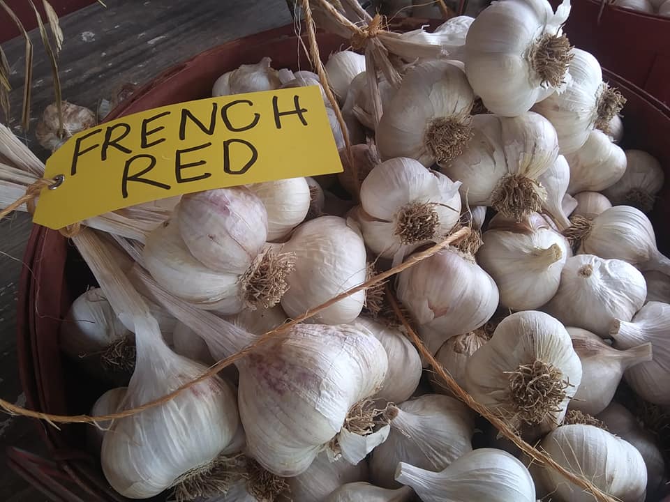 GARLIC: FRENCH RED - Artichoke Family | LoganBerry Heritage Farm On ...